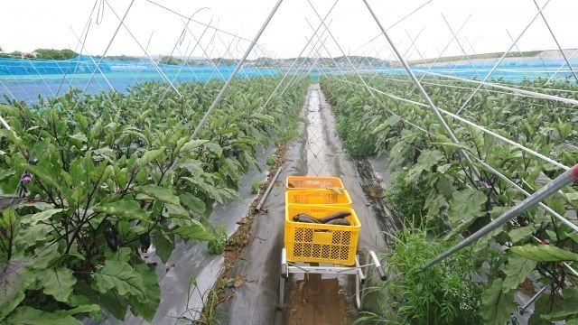 ハウス栽培の通路の施工例